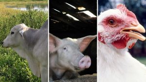 Preço médio do boi, suíno e frango vivos volta a subir