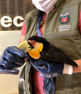 200 mil animais são resgatados na BR-277