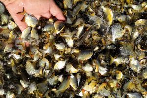 3 mil peixes são soltos em rio de Cascavel