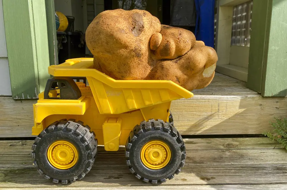batata