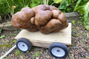 Casal colhe batata gigante de 7,8 kg