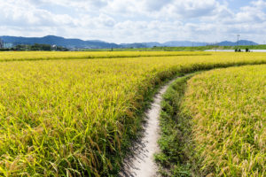 Fortes chuvas interrompem cultivo do arroz