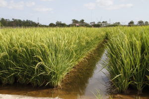 Estudo mostra emissão de metano em arroz irrigado