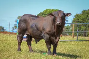Veja o motivo da queda da arroba do boi gordo