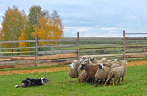 Cães do pastoreio: saiba as raças mais indicadas para atuar no campo