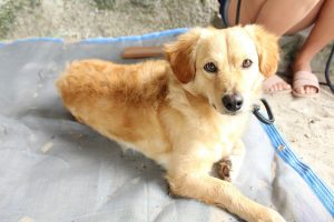 Paraná já castrou 1,4 mil animais em novembro