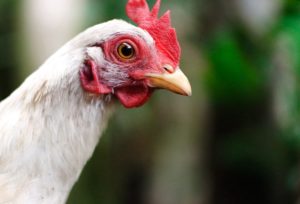 Frango: volume de exportação se recupera bem