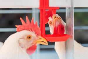 Frango: valor bruto da produção pode ficar 30% superior ao previsto