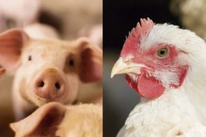 Começa mais um levantamento de custos da produção de aves e suínos