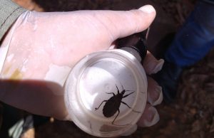 Caçada ao bicho barbeiro em área rural