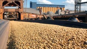 Soja: insegurança no setor de biodiesel afeta esmagamento