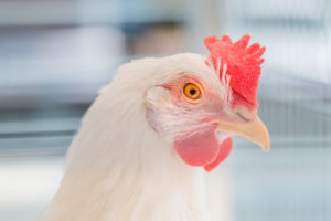Projeção do VBP do frango é de aumento de 10% em 2022