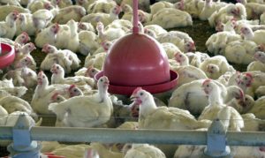 Gripe aviária: com novo foco, França vai abater animais
