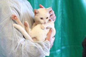 Fique atento aos sinais de câncer de próstata em seu pet