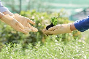 Fazendo o bem: feira troca plantas medicinais por alimentos e ração