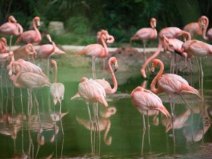 Estratégias visam reforçar segurança no Parque das Aves