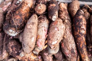 Fécula de mandioca pode produzir energia limpa