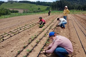 Projeto incentiva produção de morangos no Paraná
