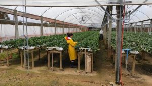 Produtora de morangos recebe prêmio de inovação