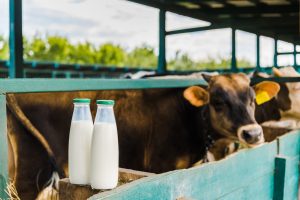 Paraná tem cidades líderes no produção de leite no Brasil