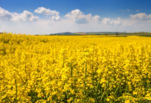 Canola no PR: 2021 tem produção 60% menor que o esperado