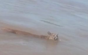 Vídeo mostra onça nadando no rio Piquiri