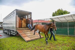 Criado o passaporte equestre no Paraná: saiba mais