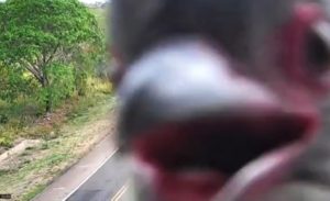 VÍDEO: Pássaros voltam a se exibir em câmeras