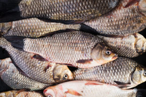 Custo da produção de peixes deve se manter elevado