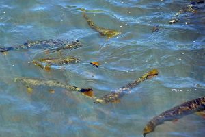 Estudo inovador promove soltura de peixes em rio do PR