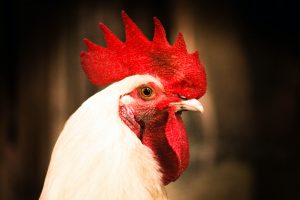 Surto de gripe aviária em outros países abre oportunidades ao Paraná