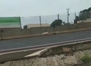 VÍDEO: Porco em fuga na BR-277