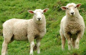 Veja as novidades do 34º Show Rural Coopavel