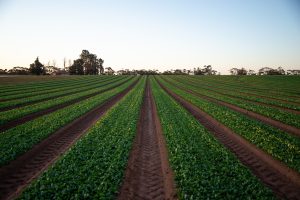 Agronegócio brasileiro gera 87% mais empregos que o ano passado