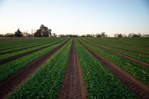 Mapa estuda novos modelos de financiamento para produção sustentável na agropecuária
