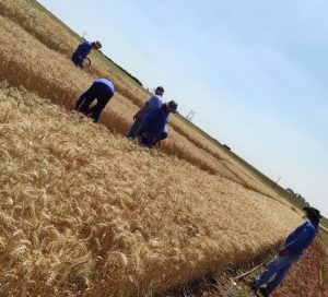 Teste mede potencial de cultivares de trigo