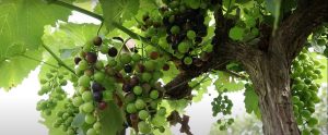 IDR-PR realiza mais uma jornada tecnólogica em fruticultura