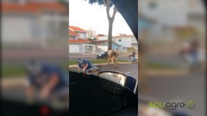 Aonde a vaca vai? A inusitada história da vaca que atropelou um motociclista