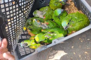 Doença contagiosa é encontrada em aves apreendidas no PR