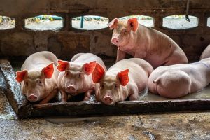China relata novo surto de peste suína africana