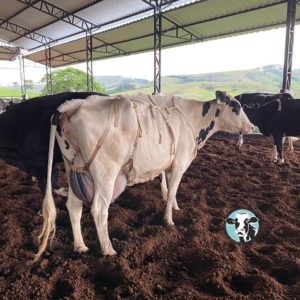 Vacas de sutiã: como a técnica melhora produtividade?