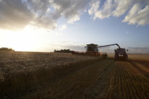Produção agropecuária: valor é estimado em R$ 1,113 trilhão