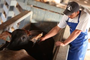 Febre aftosa: prazo de vacinação é prorrogado em 14 estados