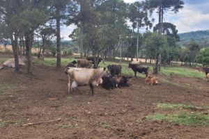 Produção leiteira: ausência de doenças no gado garante lucros