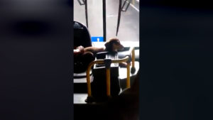 Cachorrinha não desce do ônibus e ganha passeio no coletivo
