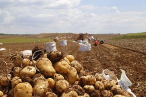 Paraná apresenta diagnóstico minucioso da agropecuária