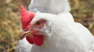 Frango: Brasil tem queda nas importações europeias