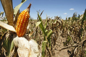 VÍDEO: Dilvo aborda abastecimento de milho e custo de produção