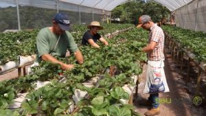 Família aposta na produção de morango biológico