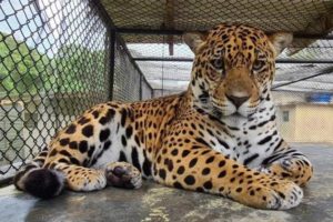 Animais de Zoo do Paraná serão vacinados contra Covid-19